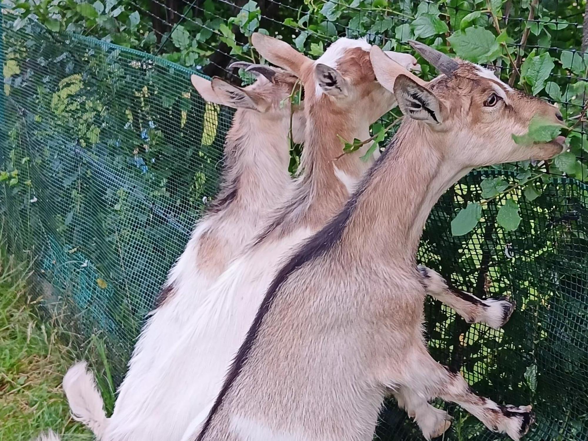 Domek Nad Lasem Koniaków المظهر الخارجي الصورة