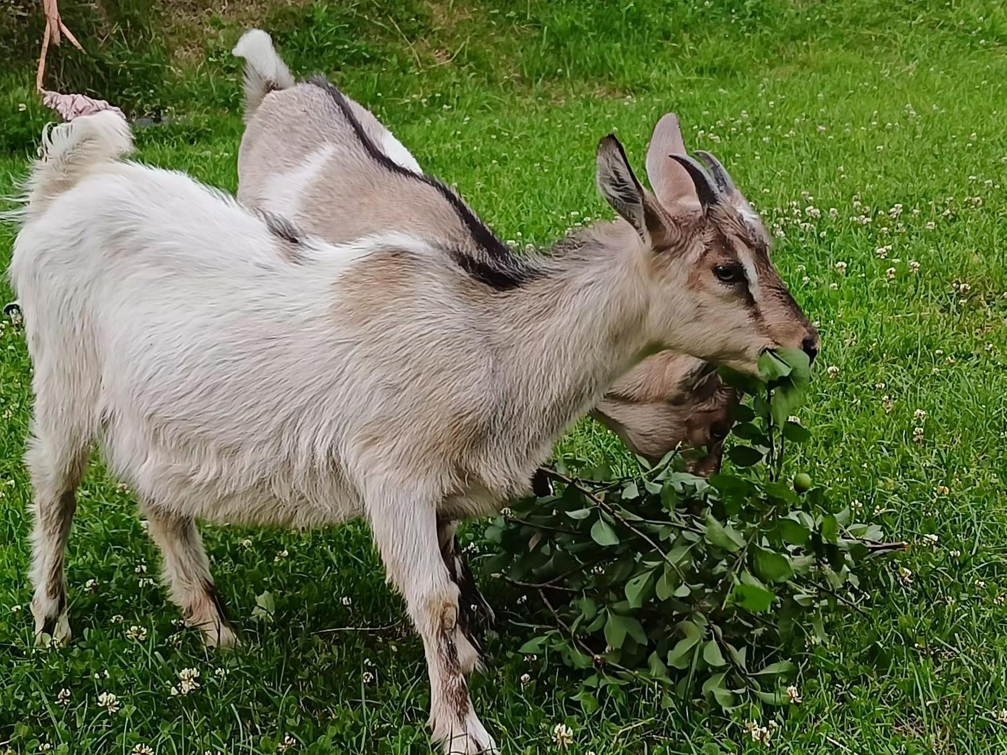 Domek Nad Lasem Koniaków المظهر الخارجي الصورة